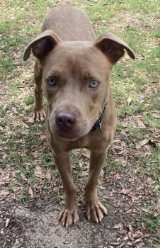 Ray -  Terrier and Mixed Breed Dog for Adoption in Conway, South Carolina - Ray | PetCurious