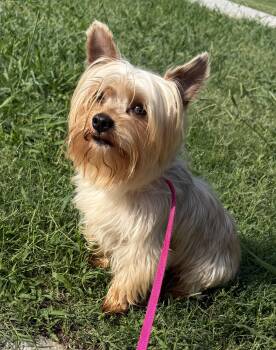Yorkshire Terrier Dogs Available for Adoption in Hartselle, Alabama - Corbin | PetCurious