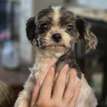 Rescue Shih Tzu Dogs for Adoption in Metairie, Louisiana - Bob Marley | PetCurious