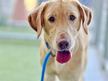 Rescue Labrador Retriever Dogs for Adoption in Brentwood, Missouri - BRANDON | PetCurious