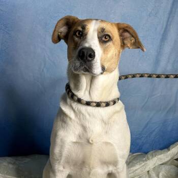 Mixed Breed Dogs Available for Adoption in Tanner, Alabama - Bertie | PetCurious