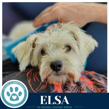Elsa 091926 -  Schnauzer Dog for Adoption in Kimberton, Pennsylvania - Elsa 091926 | PetCurious