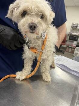 Maltese and Poodle Dogs Available for Adoption - ROCKET | PetCurious