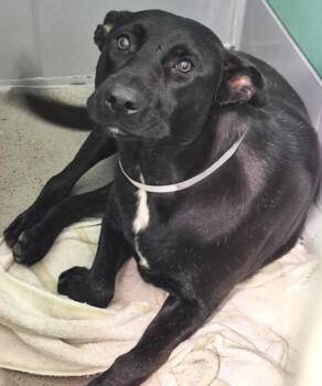 TEDDY -  Labrador Retriever and Mixed Breed Dog for Adoption in Houston, Texas - TEDDY | PetCurious