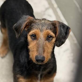 Triple Dipper -  Doberman Pinscher Dog for Adoption in Sacramento, California - Triple Dipper | PetCurious