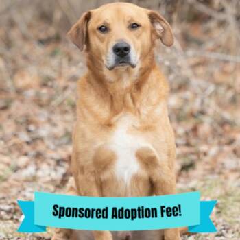 Labrador Retriever Dogs Available for Adoption - Buster | PetCurious