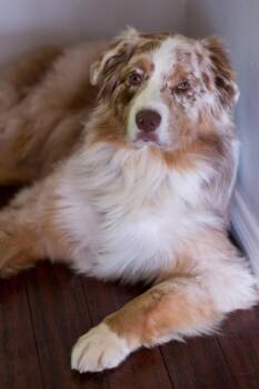 1145 Buck-A-Roo -  Australian Shepherd Dog for Adoption in Ringwood, Illinois - 1145 Buck-A-Roo | PetCurious
