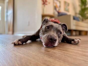 Blue Bonnet Beau -  American Staffordshire Terrier and Pit Bull Terrier Dog for Adoption in Friendswood, Texas - Blue Bonnet Beau | PetCurious