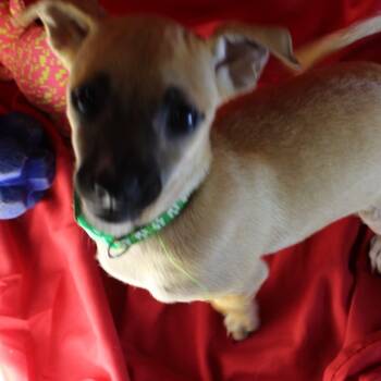 Mochi -  Chiweenie Dog for Adoption in San Antonio, Texas - Mochi | PetCurious
