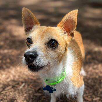 Tommy -  Chihuahua and Wirehaired Terrier Dog for Adoption in Boerne, Texas - Tommy | PetCurious