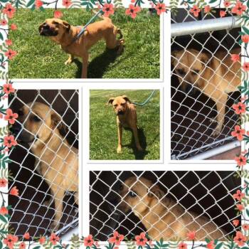ZOEY -  Boxer and Shepherd Dog for Adoption in Buckhannon, West Virginia - ZOEY | PetCurious
