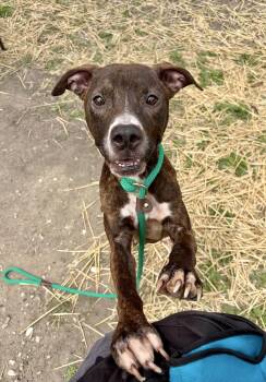 Pit Bull Terrier Dogs Available for Adoption in Chicago, Illinois - Fiji | PetCurious