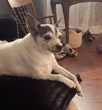 Rat Terrier Dogs Available for Adoption in Springfield, Illinois - Tux | PetCurious