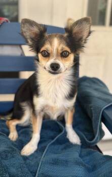 Rescue Papillon and Chihuahua Dogs for Adoption in Navarre, Florida - Millie | PetCurious