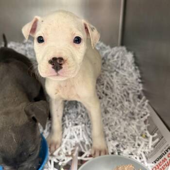 Sweetums -  Pit Bull Terrier Dog Available for Adoption in East St. Louis, Illinois - Sweetums | PetCurious