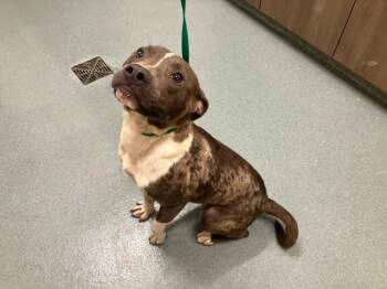 DELTRON -  American Staffordshire Terrier and Mixed Breed Dog for Adoption in Baytown, Texas - DELTRON | PetCurious
