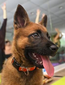 Maya -  Belgian Shepherd Malinois and German Shepherd Dog Dog for Adoption in Annapolis, Maryland - Maya | PetCurious