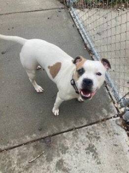 Boxer and Pit Bull Terrier Dogs Available for Adoption in Mitchell, South Dakota - Mia - Boxer/Pit Mix - #6 | PetCurious