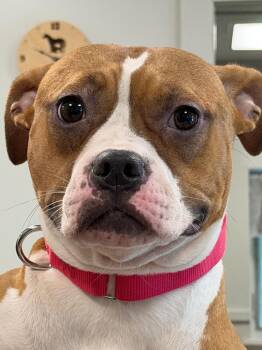 Mila -  Boxer and Pit Bull Terrier Dog for Adoption - Mila | PetCurious