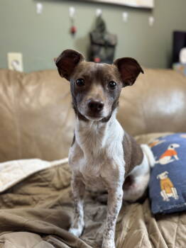 Rescue Chihuahua Dogs for Adoption in Fort Collins, Colorado - Patches | PetCurious