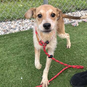 Barney -  Mixed Breed Dog for Adoption in Bristol, Indiana - Barney | PetCurious