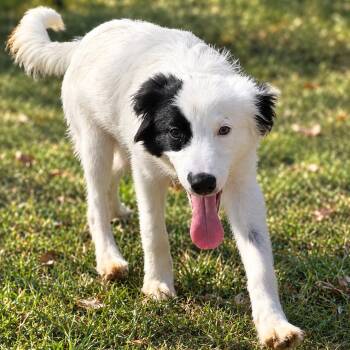 Simon -  Border Collie Dog for Adoption in Anderson, South Carolina - Simon | PetCurious
