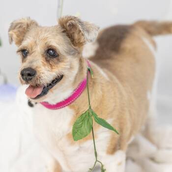 Miniature Schnauzer Dogs Available for Adoption in Homer Glen, Illinois - Molly | PetCurious