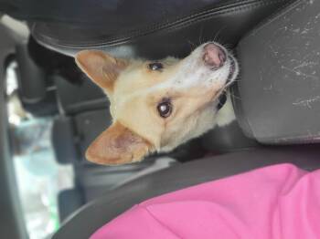 Rescue Australian Cattle Dog Blue Heeler Dogs for Adoption in Fertile, Minnesota - Alma | PetCurious