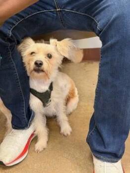 Maltese and Mixed Breed Dogs Available for Adoption in Irving, Texas - Preston | PetCurious