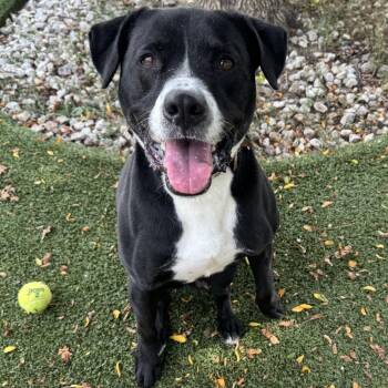 Triton -  Terrier and Retriever Dog for Adoption in Indianapolis, Indiana - Triton | PetCurious