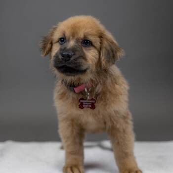 LL Bean -  Chow Chow and Mixed Breed Dog for Adoption in Portland, Oregon - LL Bean | PetCurious