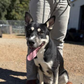 Rescue Husky Dogs for Adoption in Columbia, South Carolina - Domino | PetCurious