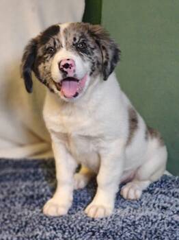 Rucker -  Australian Shepherd Dog for Adoption in West Palm Beach, Florida - Rucker | PetCurious