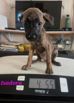 Labrador Retriever Dogs Available for Adoption in Huntington, New York - Isadora | PetCurious