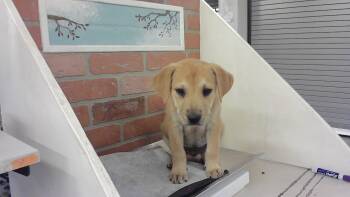 German Shepherd Dog and Mixed Breed Dogs Available for Adoption in Houston, Texas - A2073935 | PetCurious