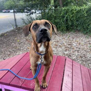 Porridge -  Mixed Breed Dog for Adoption in Toms River, New Jersey - Porridge | PetCurious