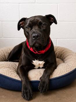 Aeris -  Pit Bull Terrier Dog for Adoption in Evansville, Indiana - Aeris | PetCurious