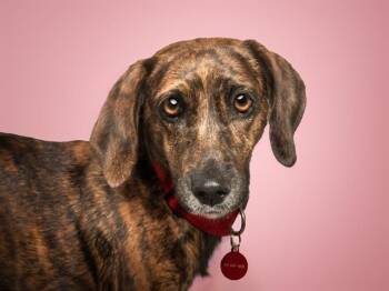 CINNAMON -  Plott Hound and Mixed Breed Dog for Adoption in Brentwood, Missouri - CINNAMON | PetCurious