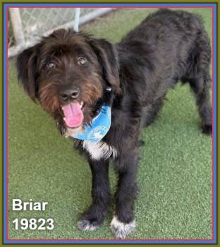 BRIAR -  Labradoodle Dog for Adoption in Marietta, Georgia - BRIAR | PetCurious