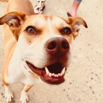 Bettina -  Mixed Breed Dog for Adoption in Fredericksburg, Virginia - Bettina | PetCurious