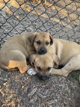 Great Pyrenees and English Coonhound Dogs Available for Adoption - Rooster | PetCurious
