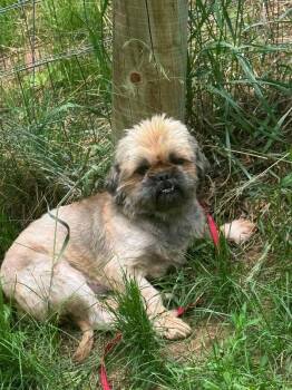 Simon -  Shih Tzu Dog for Adoption in Boulder, Colorado - Simon | PetCurious