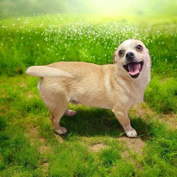 Chihuahua Dogs Available for Adoption - Dave | PetCurious