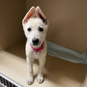 Shepherd and Mixed Breed Dogs Available for Adoption in Concord, North Carolina - Lychee | PetCurious