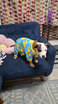 Potato pie -  Labrador Retriever and Pointer Dog for Adoption in Waunakee, Wisconsin - Potato Pie | PetCurious