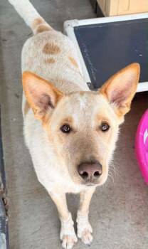 Buddy Reynolds -  Cattle Dog and Mixed Breed Dog for Adoption in Bowling Green, Kentucky - Buddy Reynolds | PetCurious