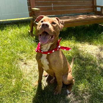 Junior -  American Staffordshire Terrier Dog for Adoption in Logan, Utah - Junior | PetCurious