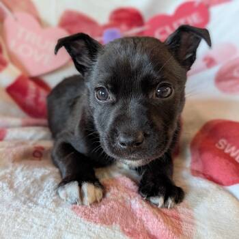 Australian Shepherd Dogs Available for Adoption - Mingo  | PetCurious