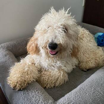 Winston -  Cockapoo Dog for Adoption in Raleigh, North Carolina - Winston | PetCurious