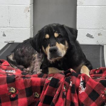 Rescue Rottweiler and Australian Cattle Dog Blue Heeler Dogs for Adoption in Troy, Virginia - Bear | PetCurious